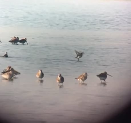 Phalarope à bec étroit - ML619801021