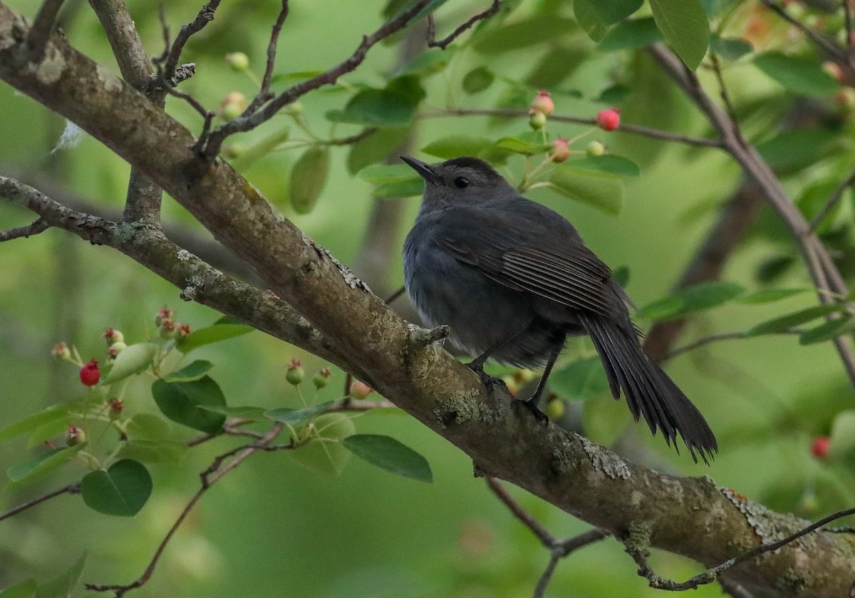 Gray Catbird - ML619801022