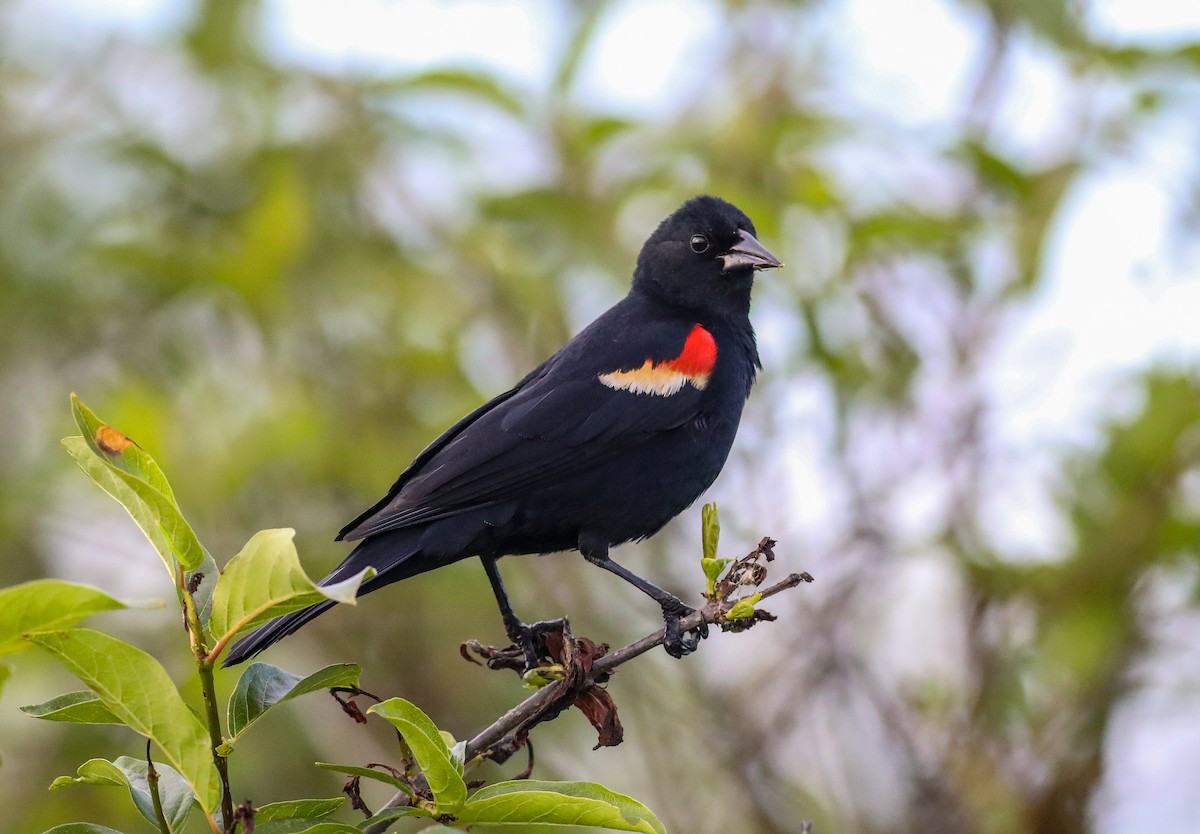 Red-winged Blackbird - ML619801029