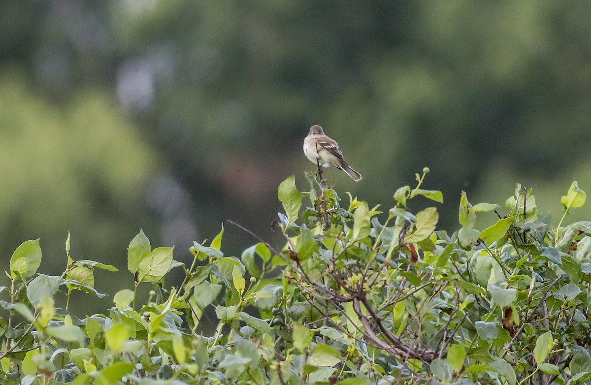 Willow Flycatcher - ML619801038