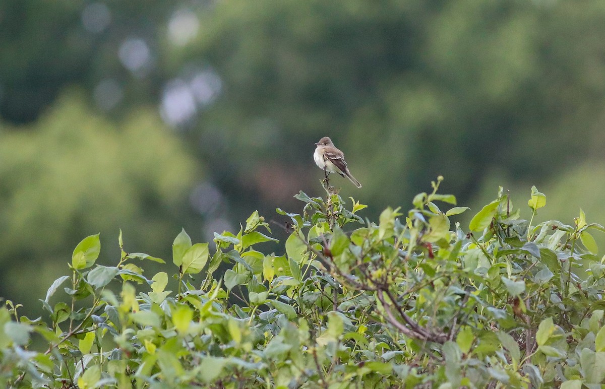 Willow Flycatcher - ML619801039