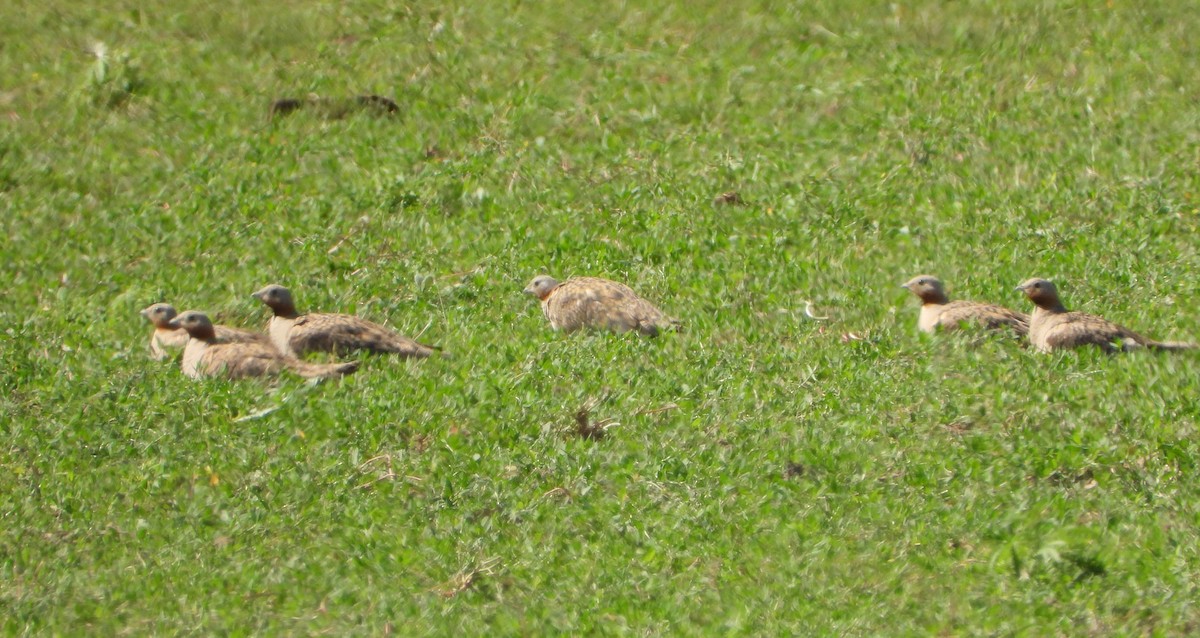 Black-bellied Sandgrouse - ML619801061