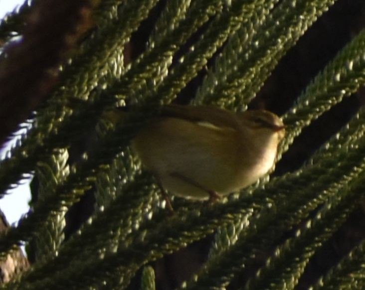 Common Chiffchaff - ML619801074