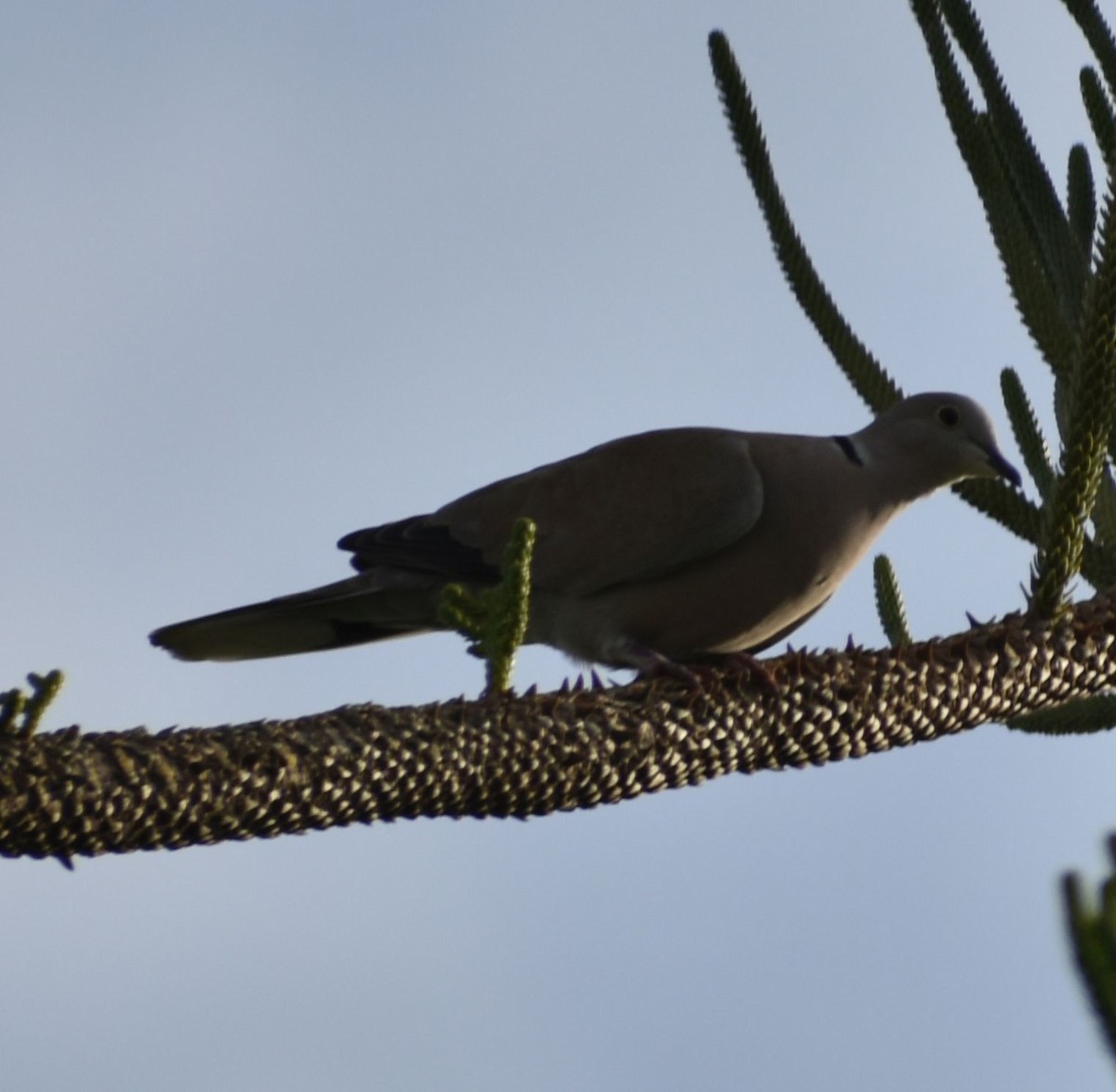 Eurasian Collared-Dove - ML619801076