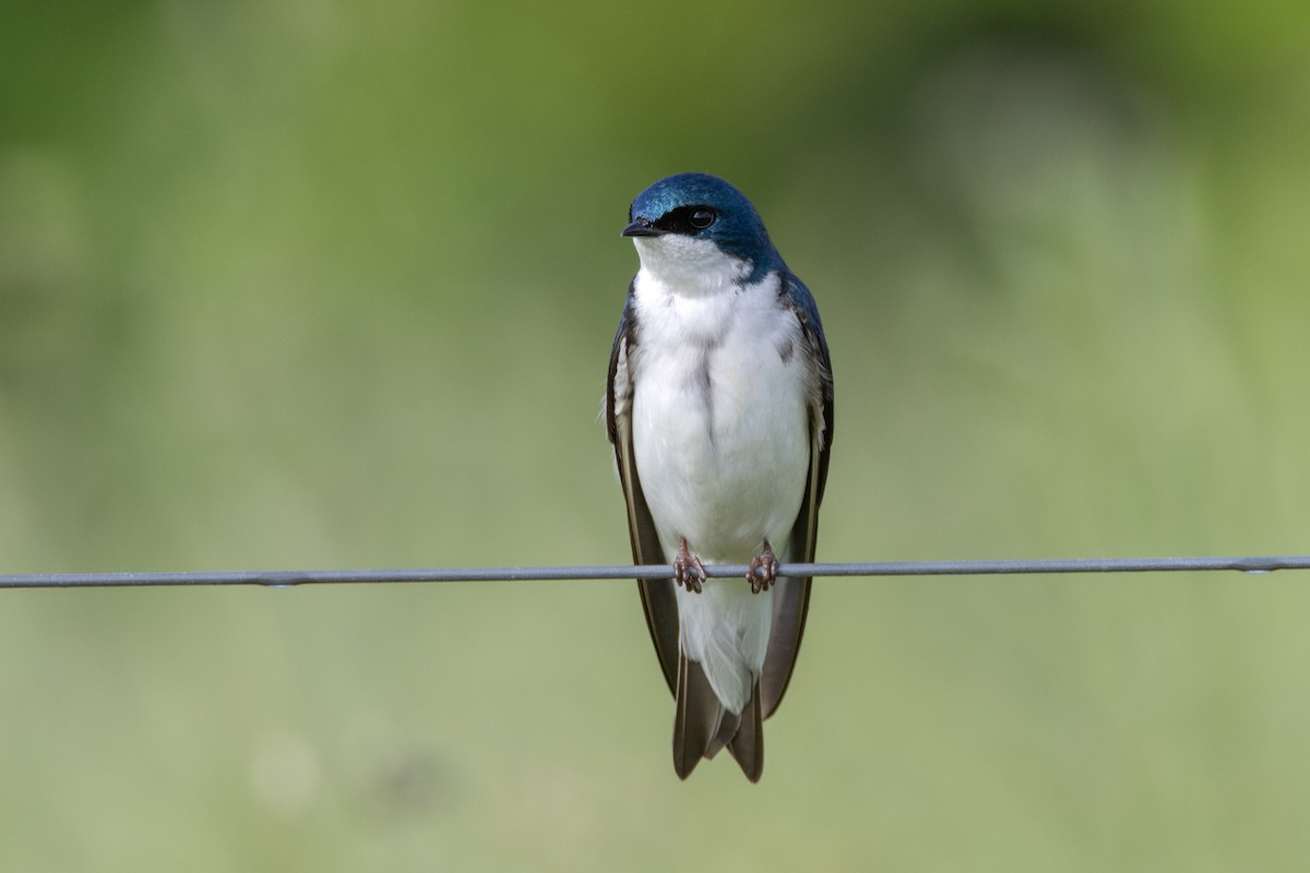 Golondrina Bicolor - ML619801129