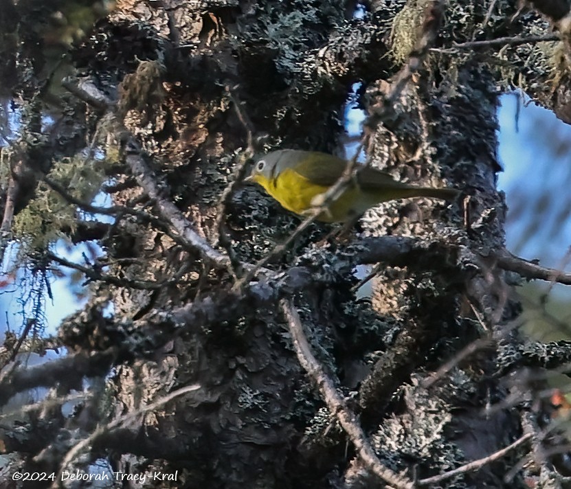 Nashville Warbler - ML619801140