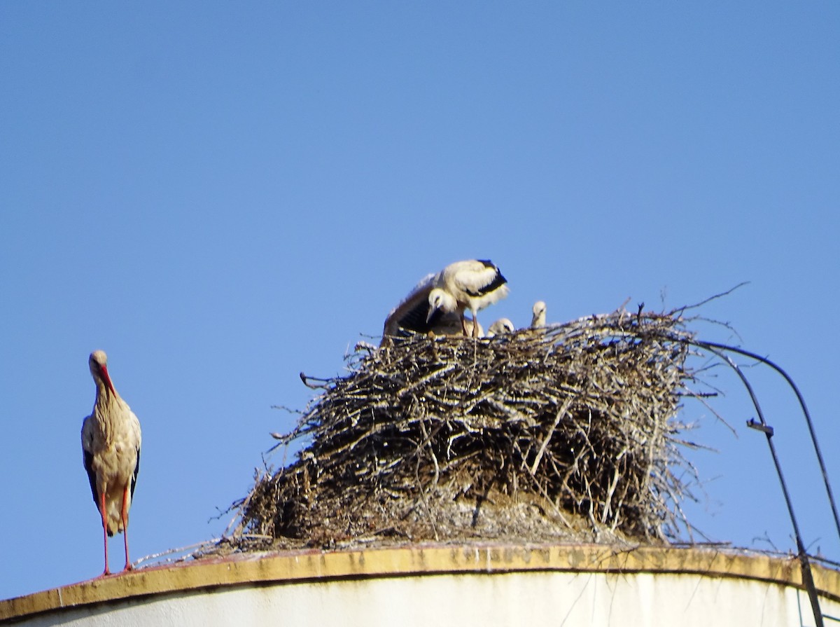 White Stork - ML619801184