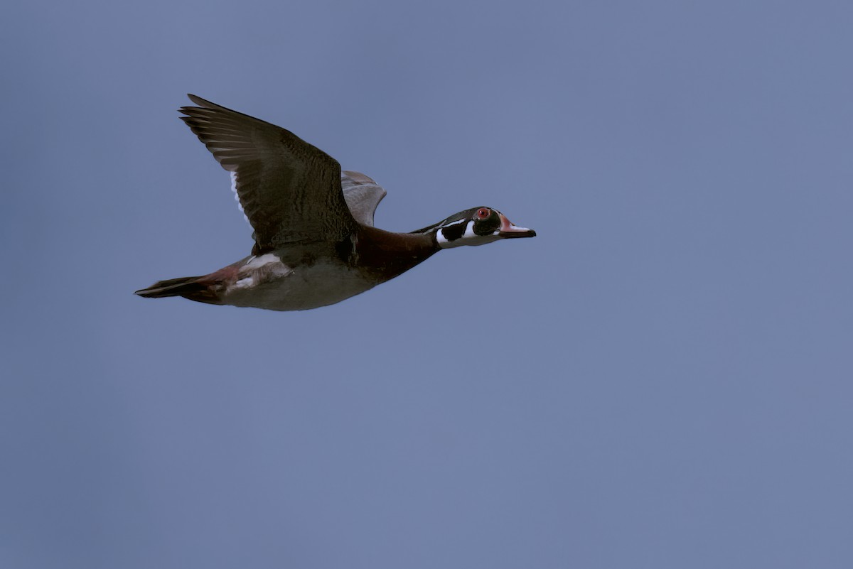 Wood Duck - ML619801215