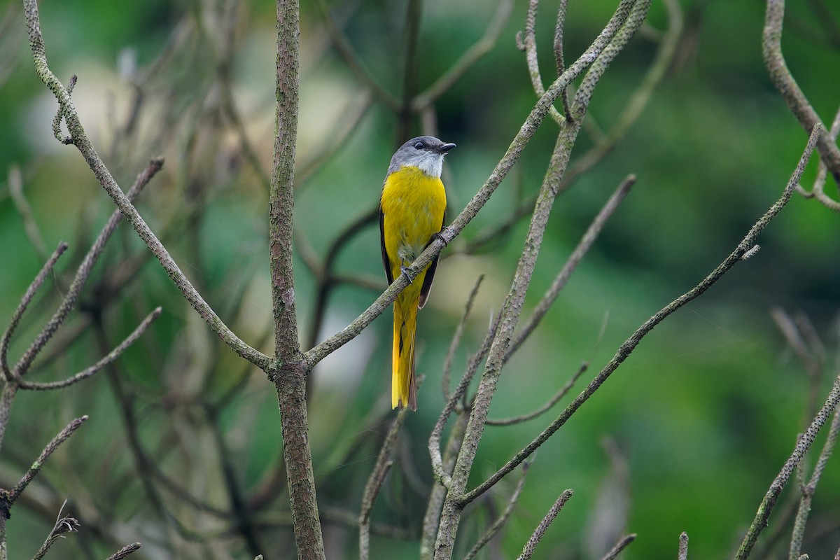 Minivet Gorjigrís - ML619801226