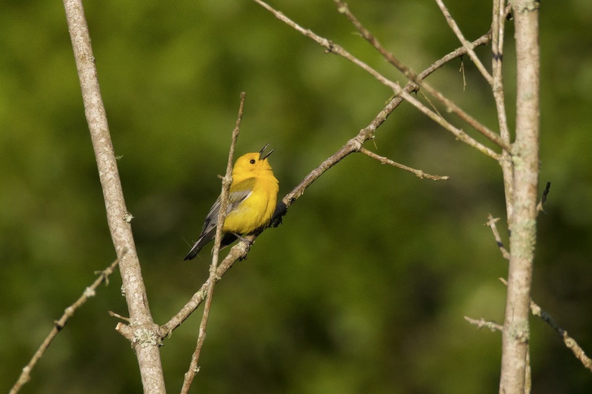 Prothonotary Warbler - ML619801237