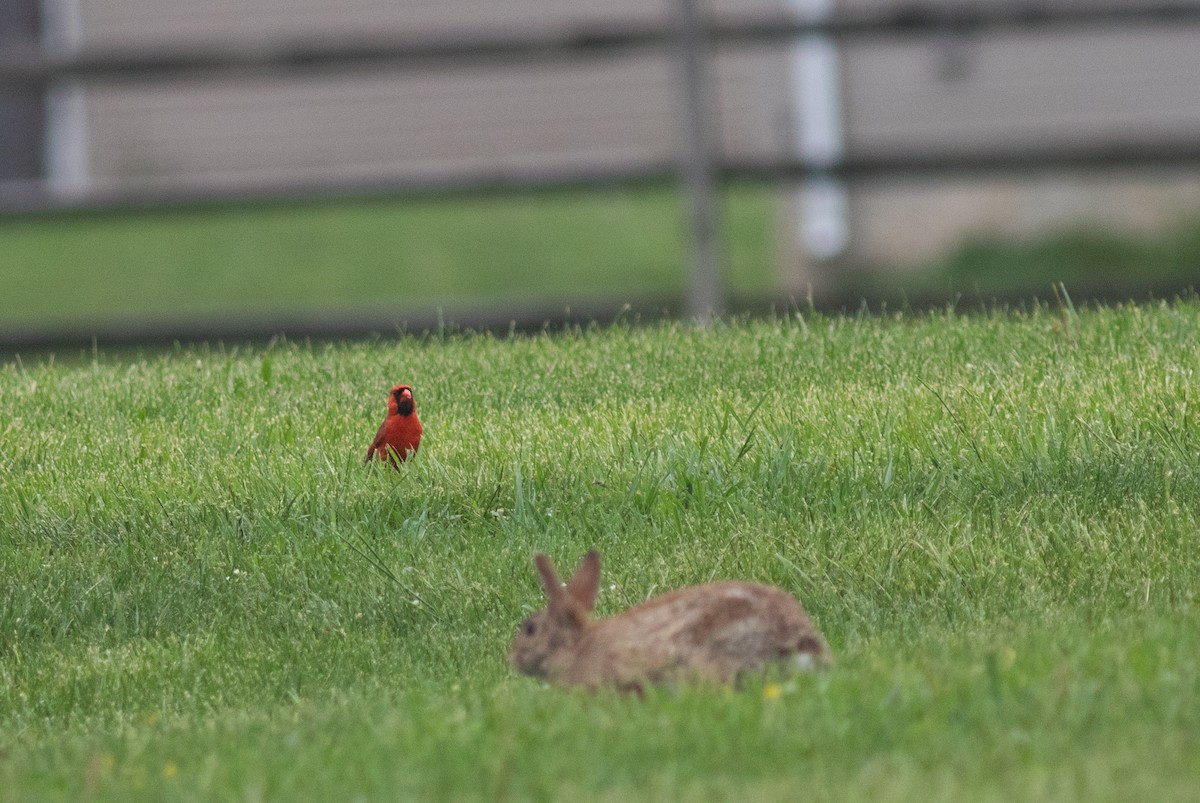 Cardinal rouge - ML619801243