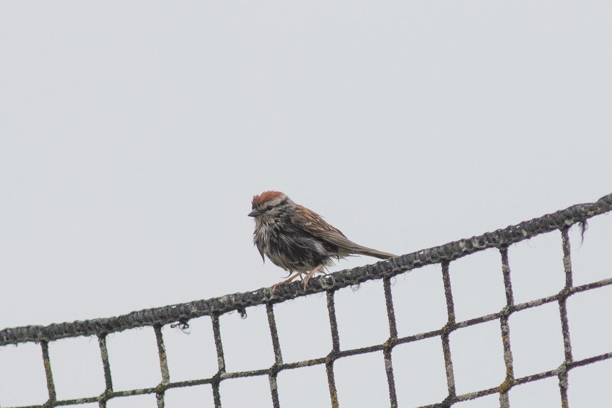 Chipping Sparrow - ML619801264