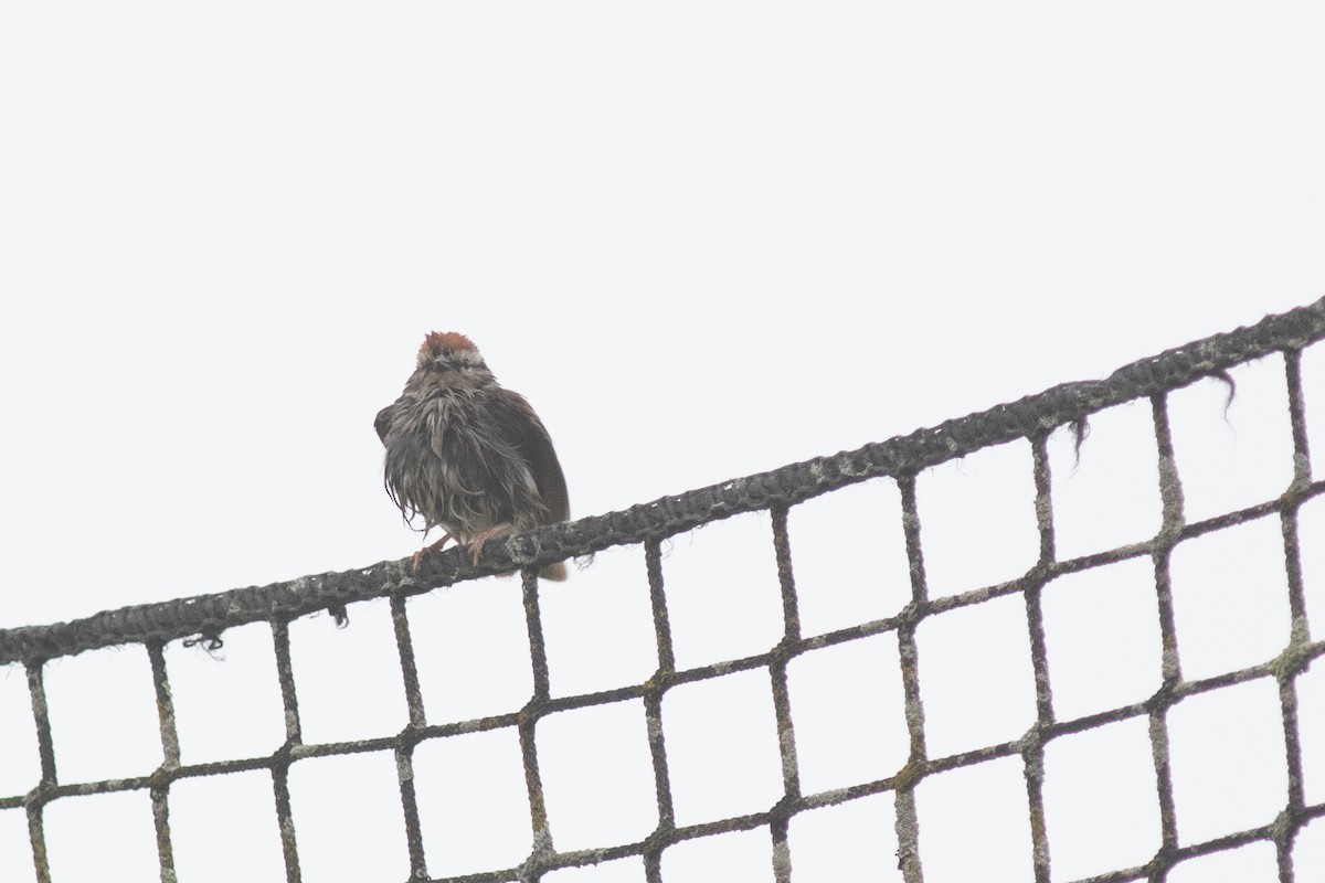 Chipping Sparrow - ML619801265