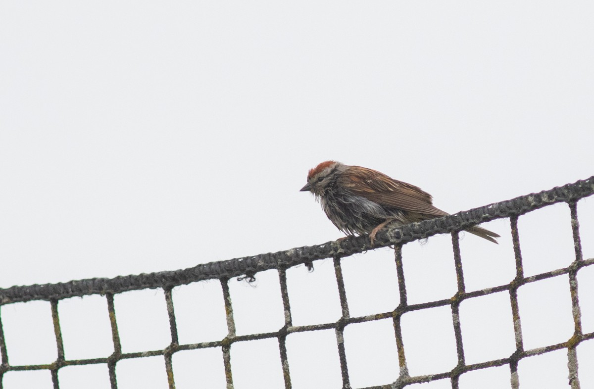 Chipping Sparrow - ML619801266