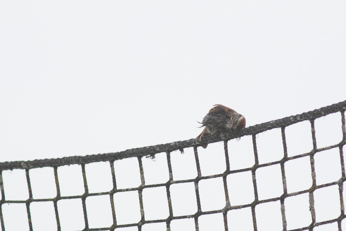 Chipping Sparrow - ML619801267