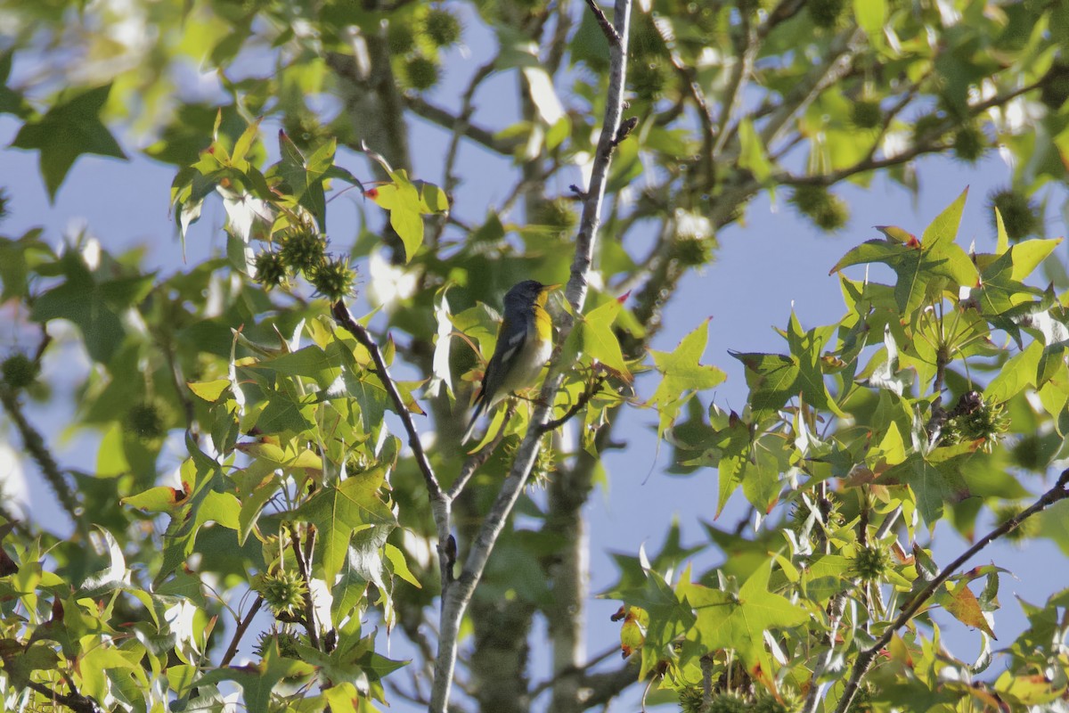 Northern Parula - ML619801273