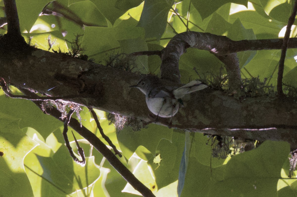 Blue-gray Gnatcatcher - ML619801284