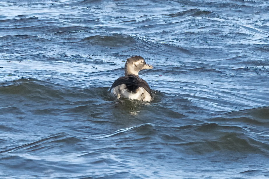 Long-tailed Duck - ML619801285