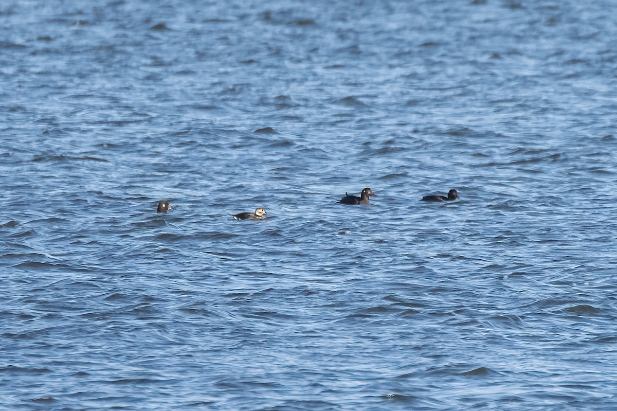 Long-tailed Duck - ML619801286