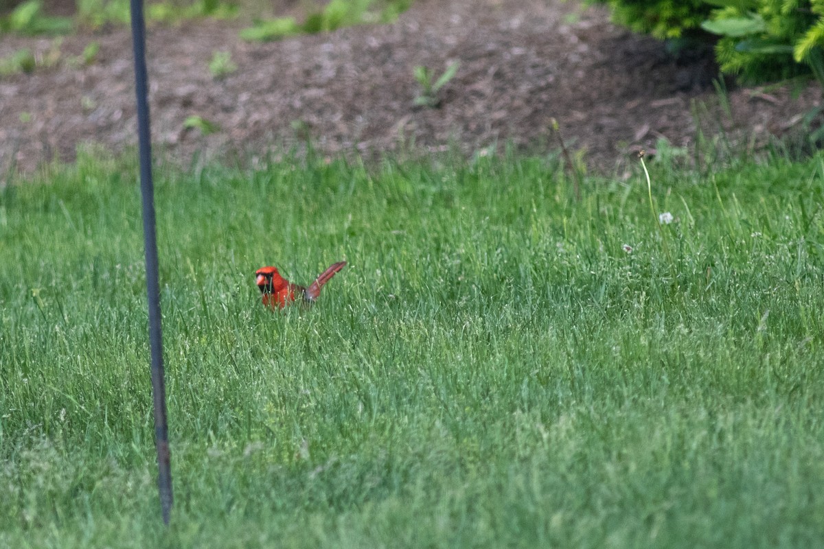 Cardinal rouge - ML619801292