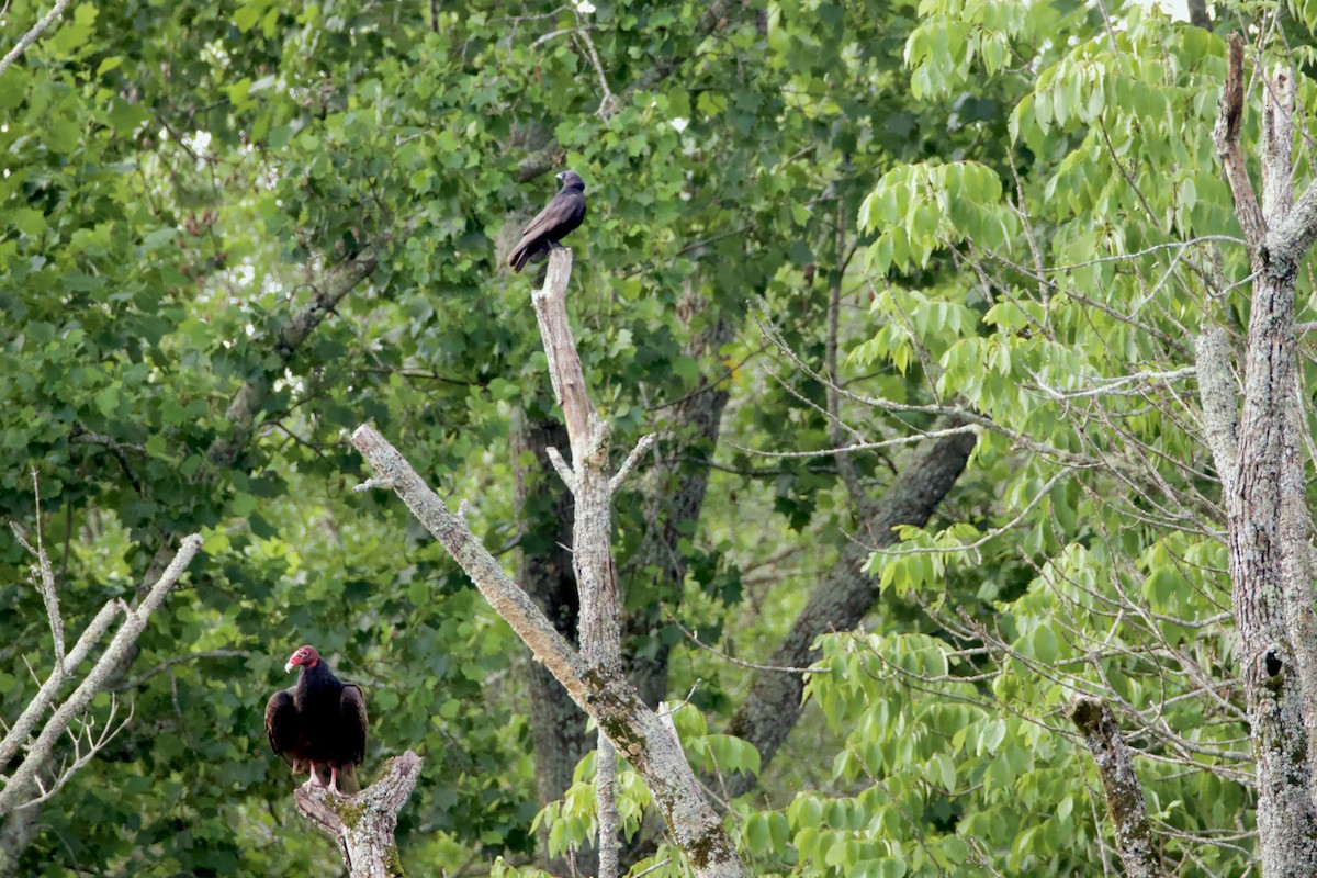 Turkey Vulture - ML619801295