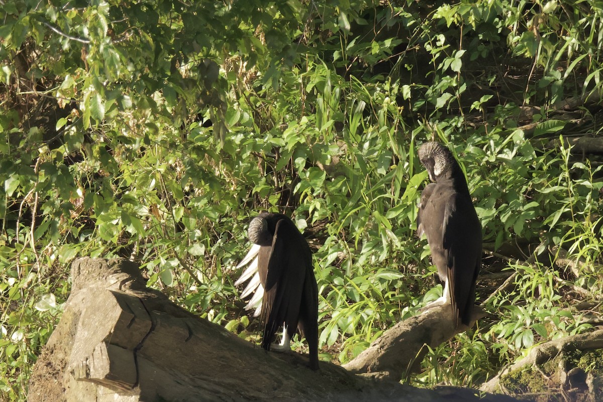 Black Vulture - ML619801296