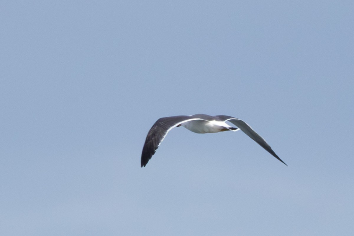 Black-tailed Gull - ML619801298
