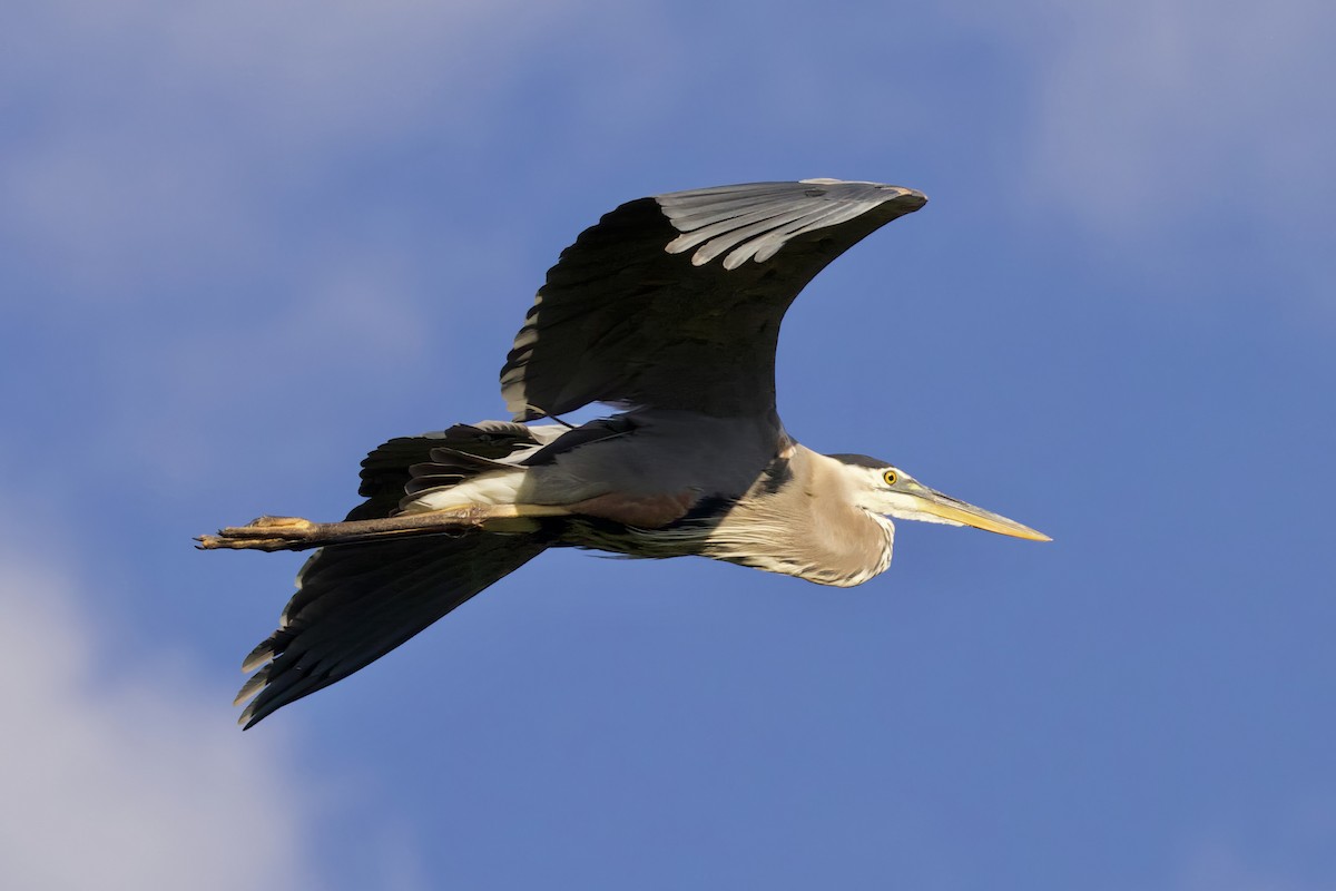 Great Blue Heron - ML619801305