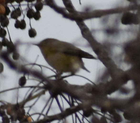 Common Chiffchaff - ML619801306