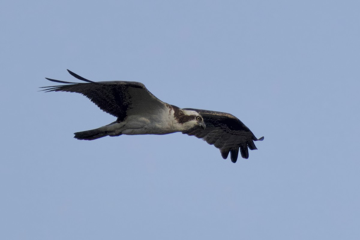 Osprey - ML619801311