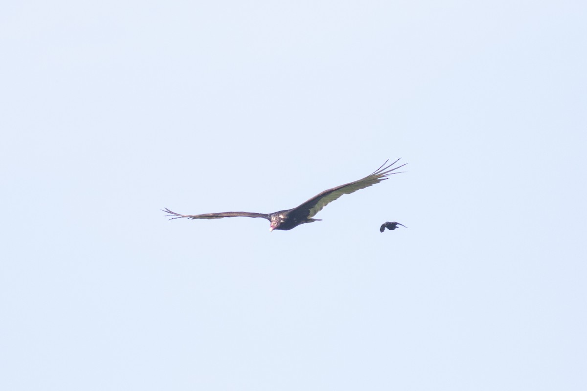 Turkey Vulture - ML619801319