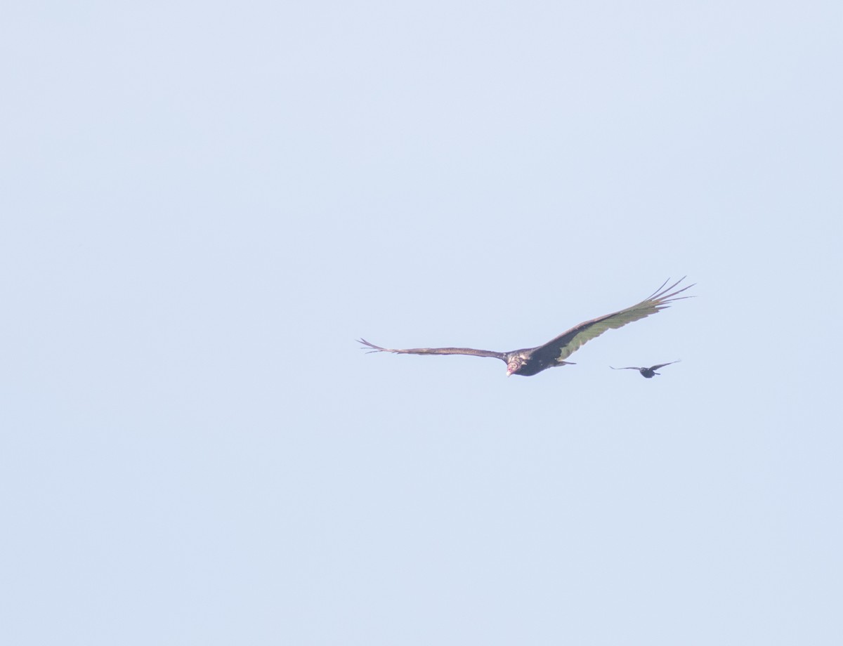 Turkey Vulture - ML619801320