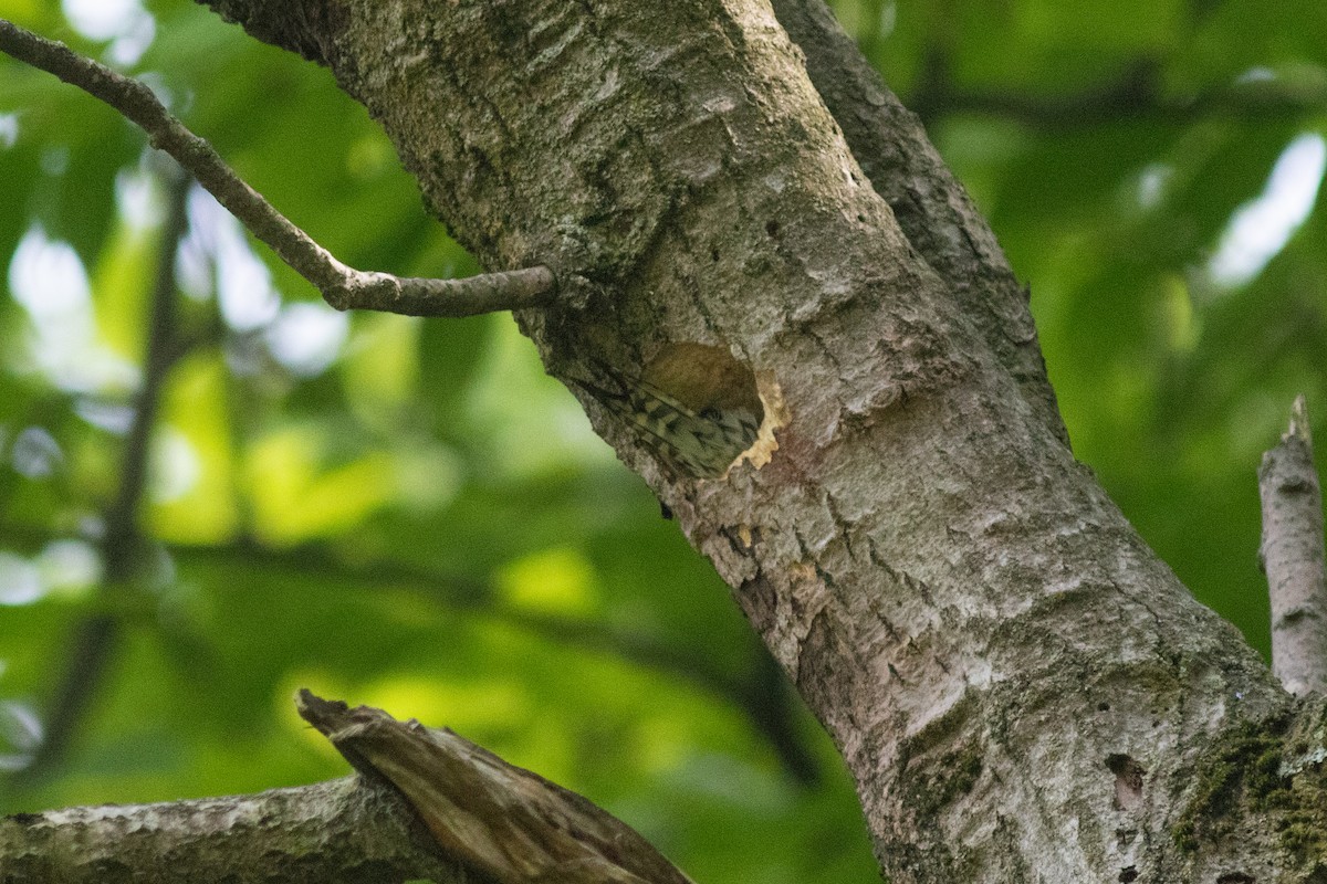 Red-bellied Woodpecker - ML619801331