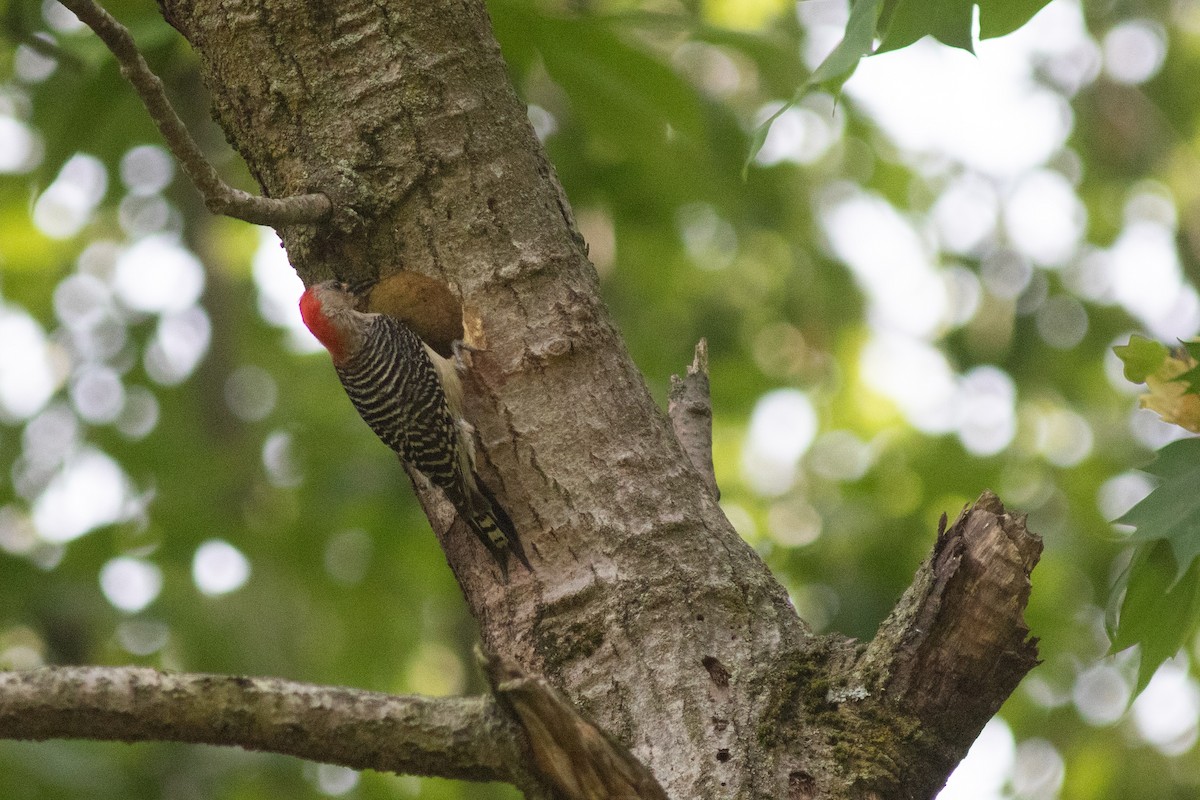 Red-bellied Woodpecker - ML619801332
