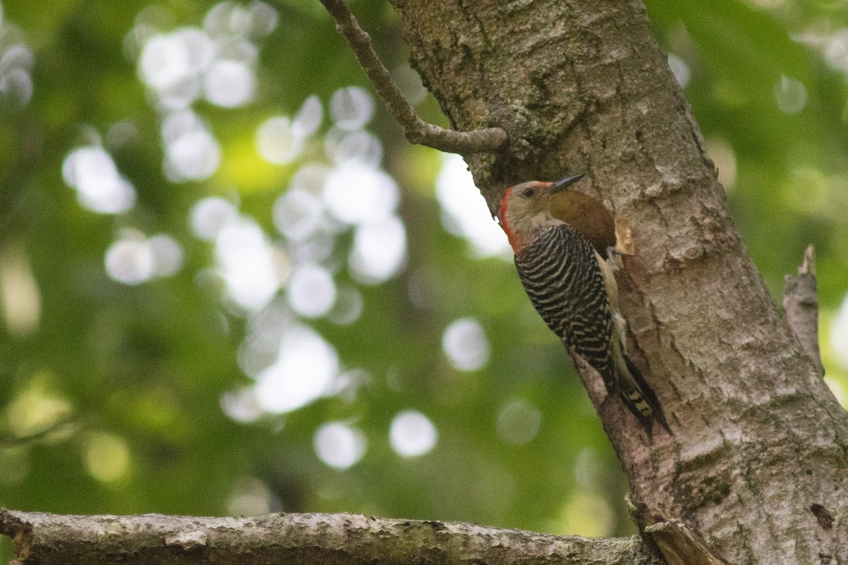 Red-bellied Woodpecker - ML619801333