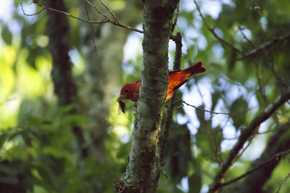 Summer Tanager - ML619801336