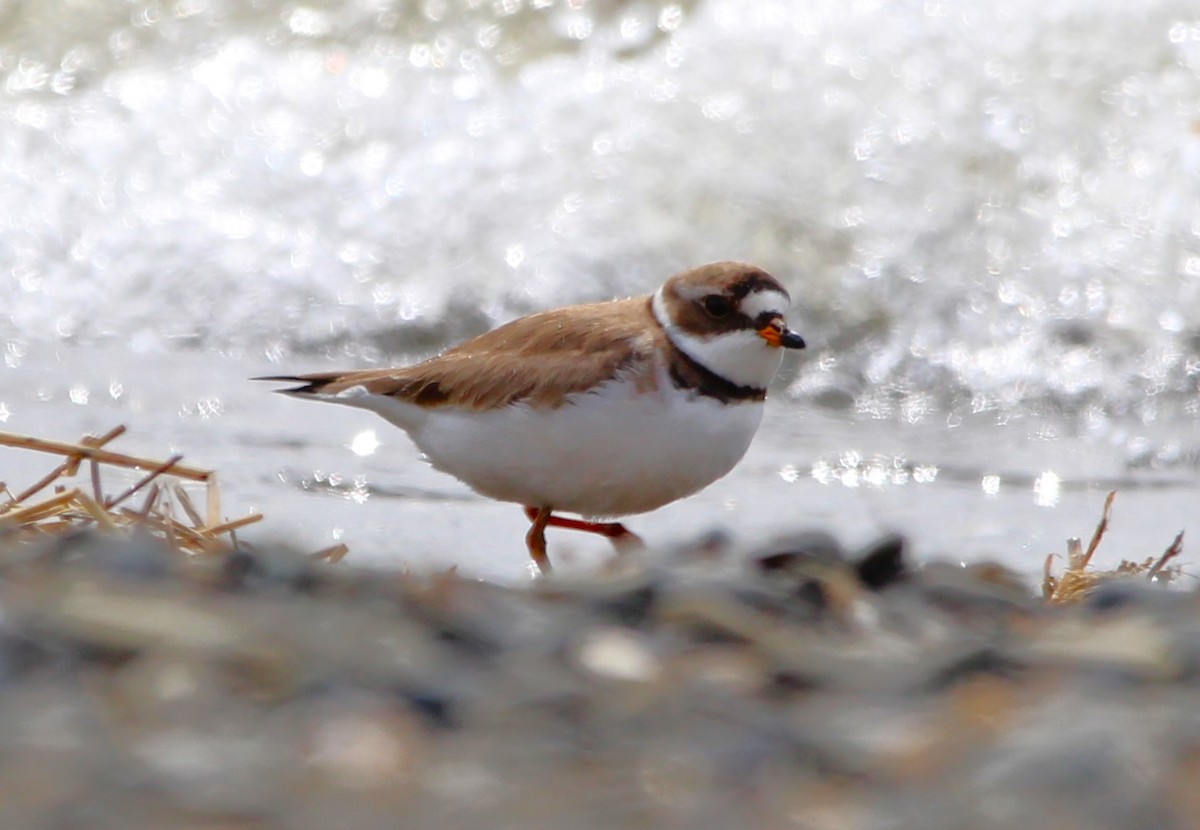 Semipalmated Plover - ML619801337