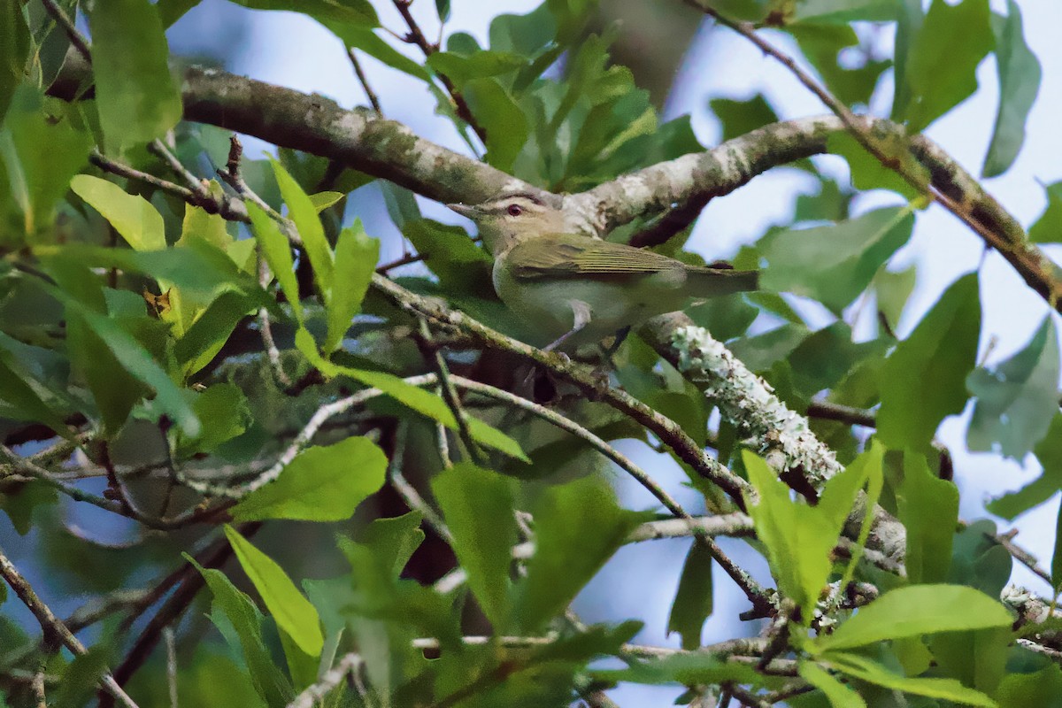 Rotaugenvireo - ML619801341