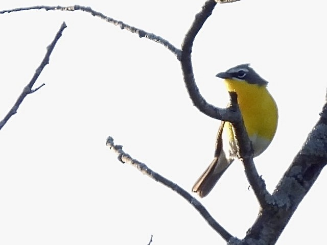Yellow-breasted Chat - ML619801344