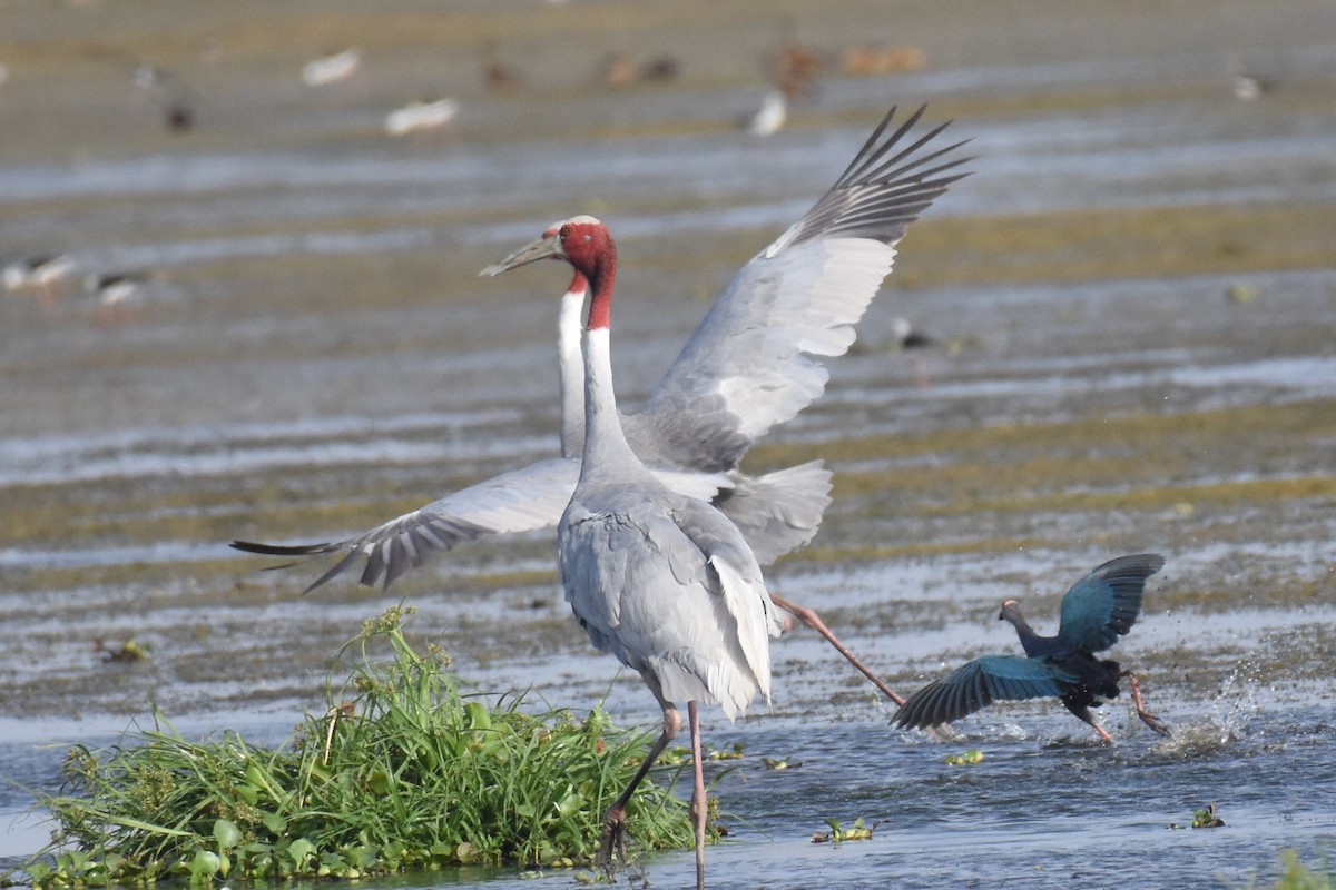 Sarus Crane - ML619801345