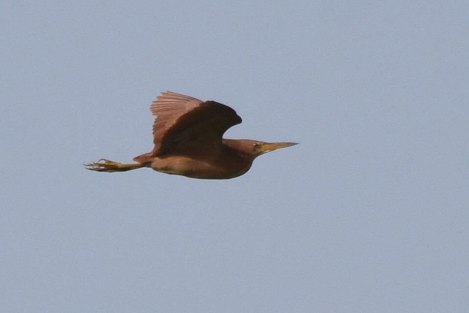 Cinnamon Bittern - ML619801356