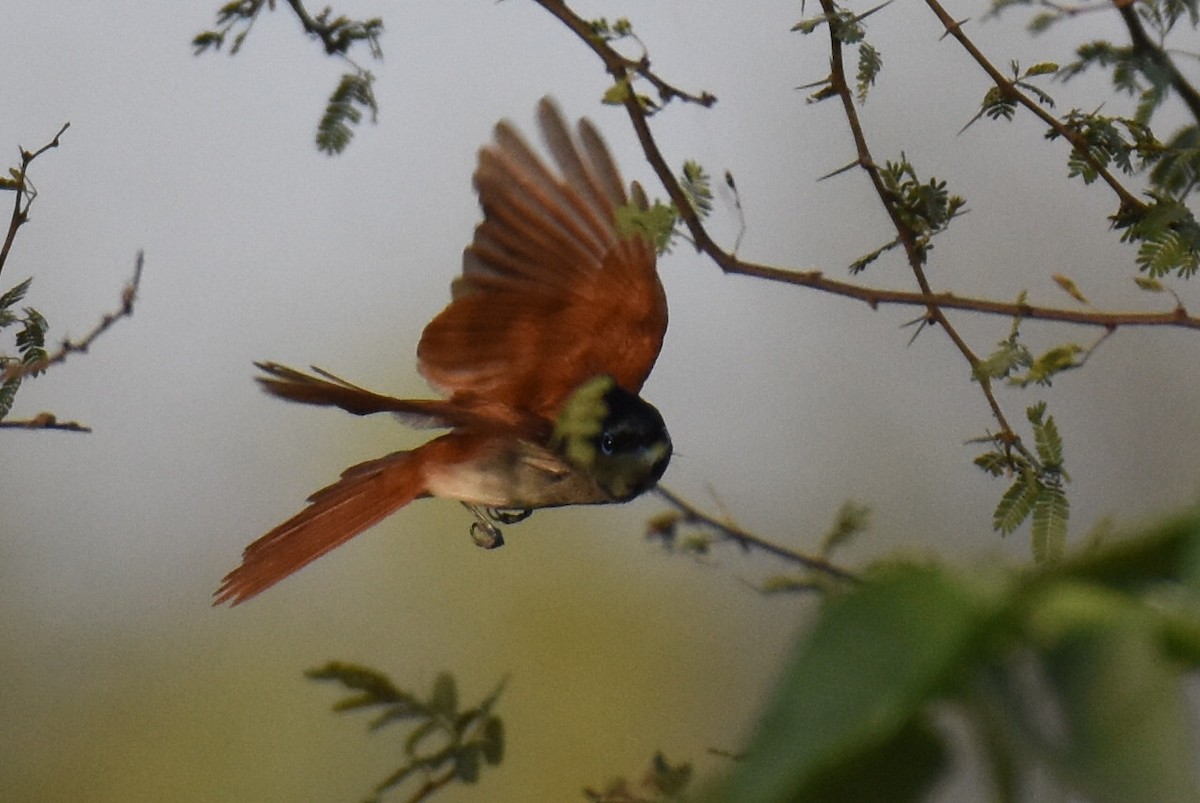 Indian Paradise-Flycatcher - ML619801377