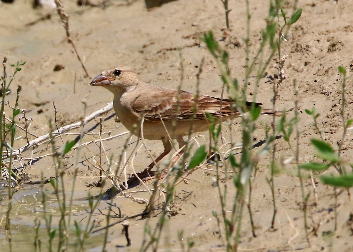 Pale Rockfinch - ML619801380