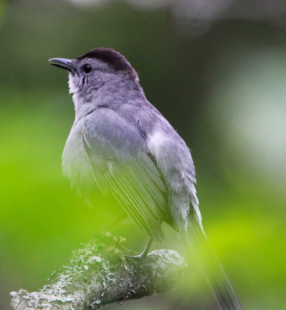 Gray Catbird - ML619801384