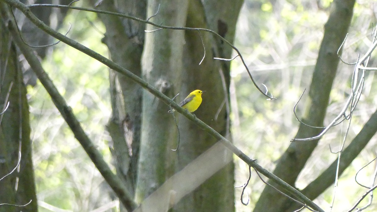 Prothonotary Warbler - ML619801398