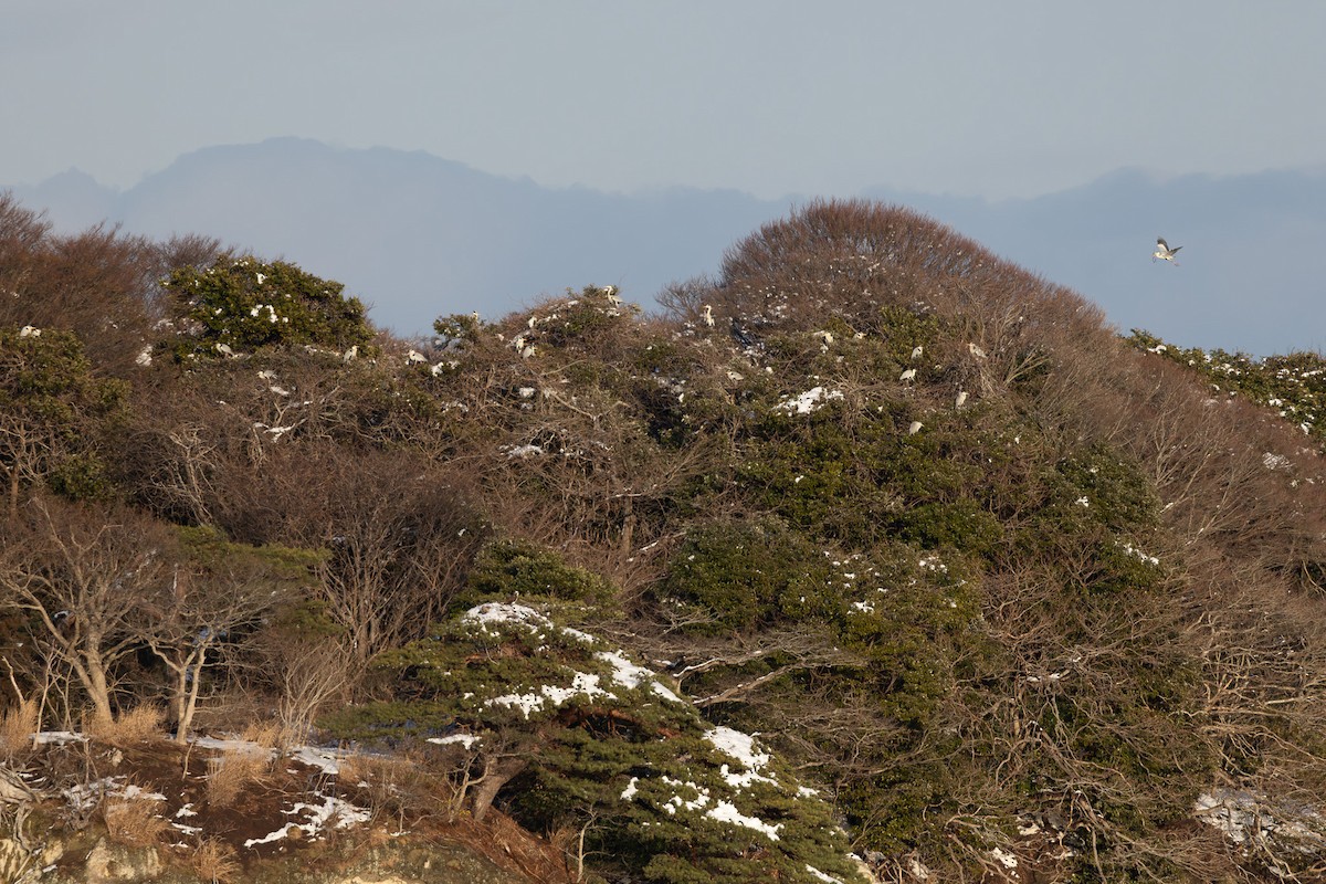 Gray Heron - ML619801441