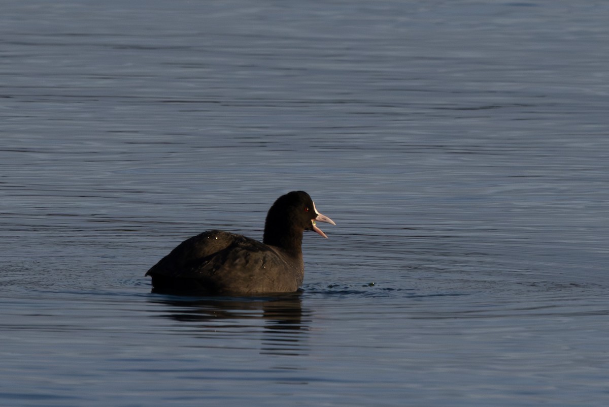 Eurasian Coot - ML619801449