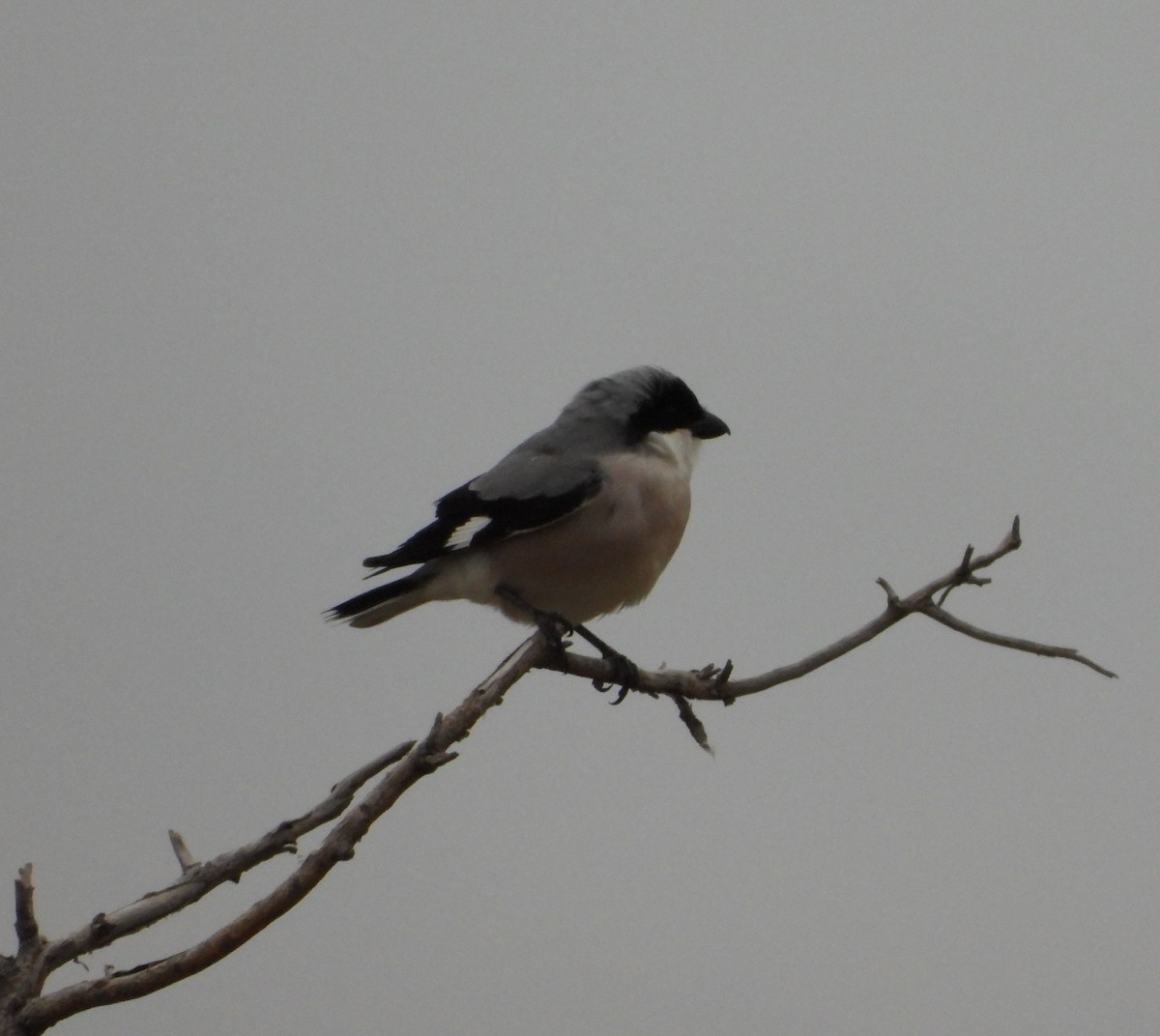 Lesser Gray Shrike - ML619801461