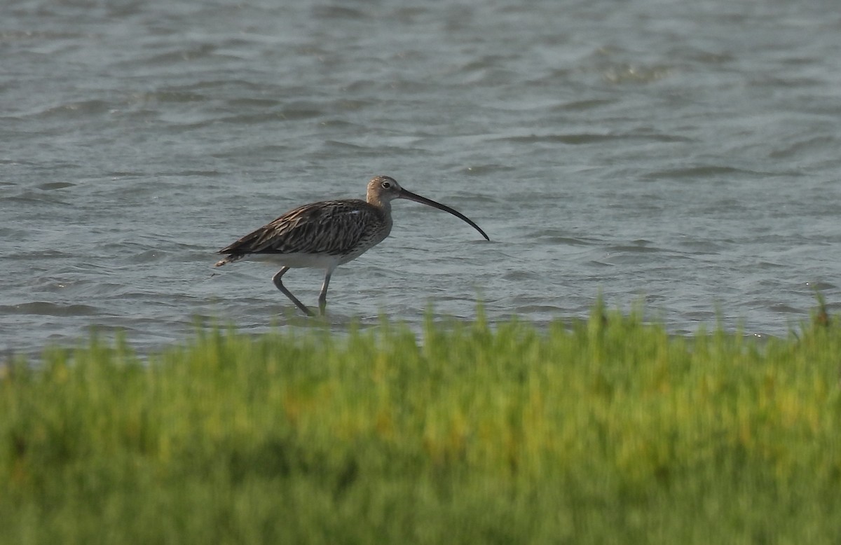 Eurasian Curlew - ML619801465