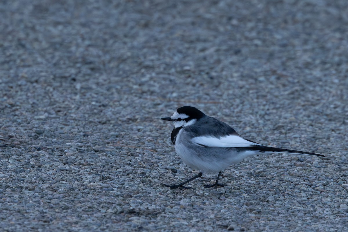 White Wagtail - ML619801467